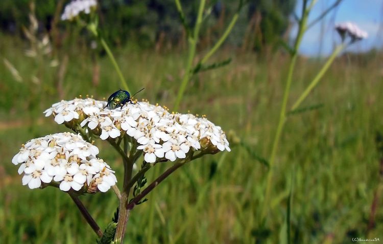 Fonds d'cran Animaux Insectes - Divers Insecte Hanneton 