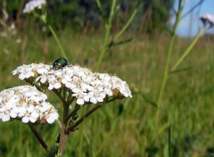  Animaux Insecte Hanneton 