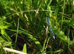  Animaux Libellule bleu