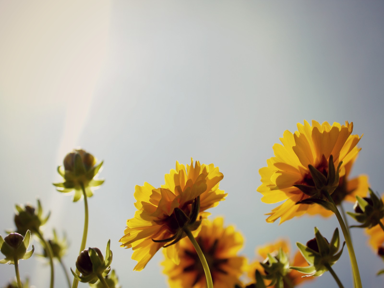 Fonds d'cran Nature Fleurs To Do A Bit Of Sunbathing!