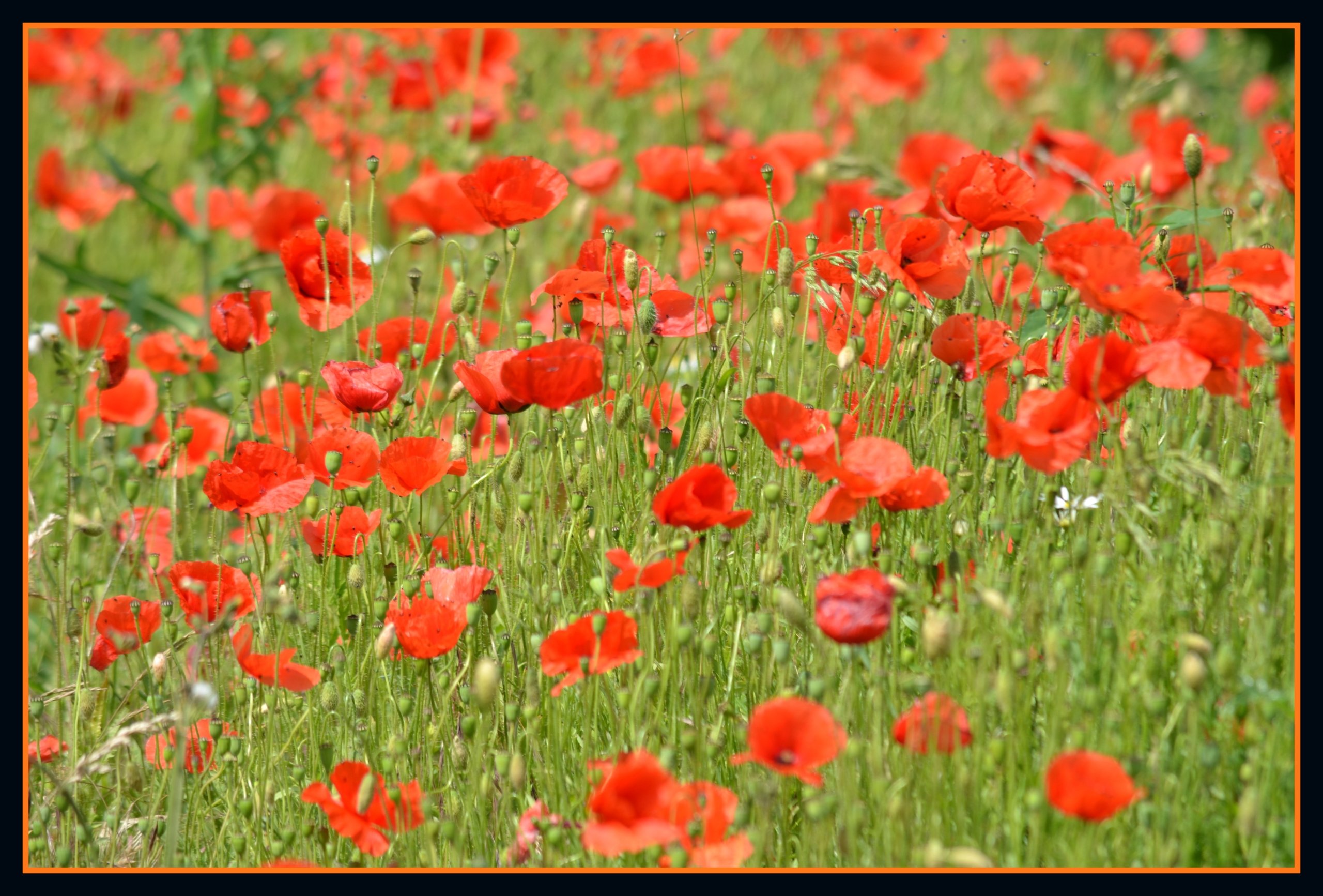 Fonds d'cran Nature Fleurs 