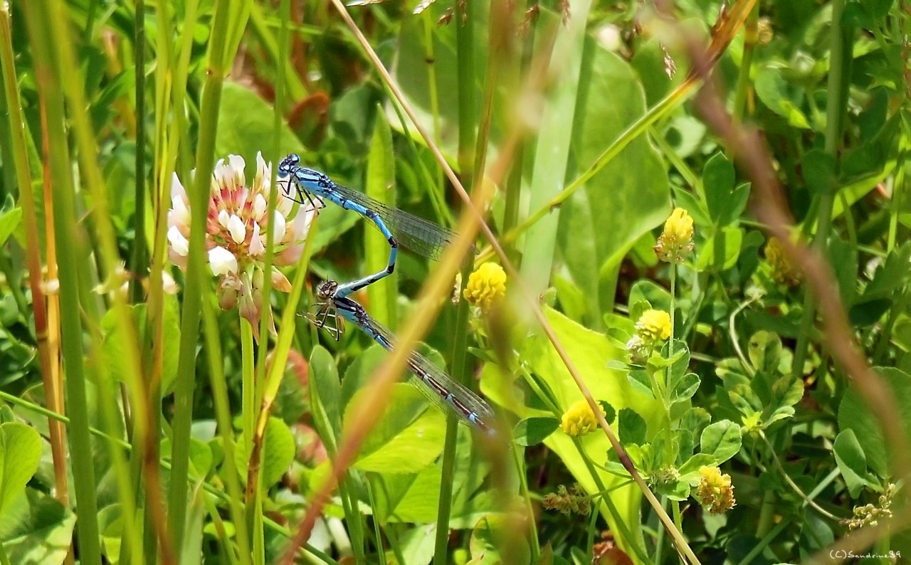 Fonds d'cran Animaux Insectes - Libellules Interdit au - de 18 ans ^^