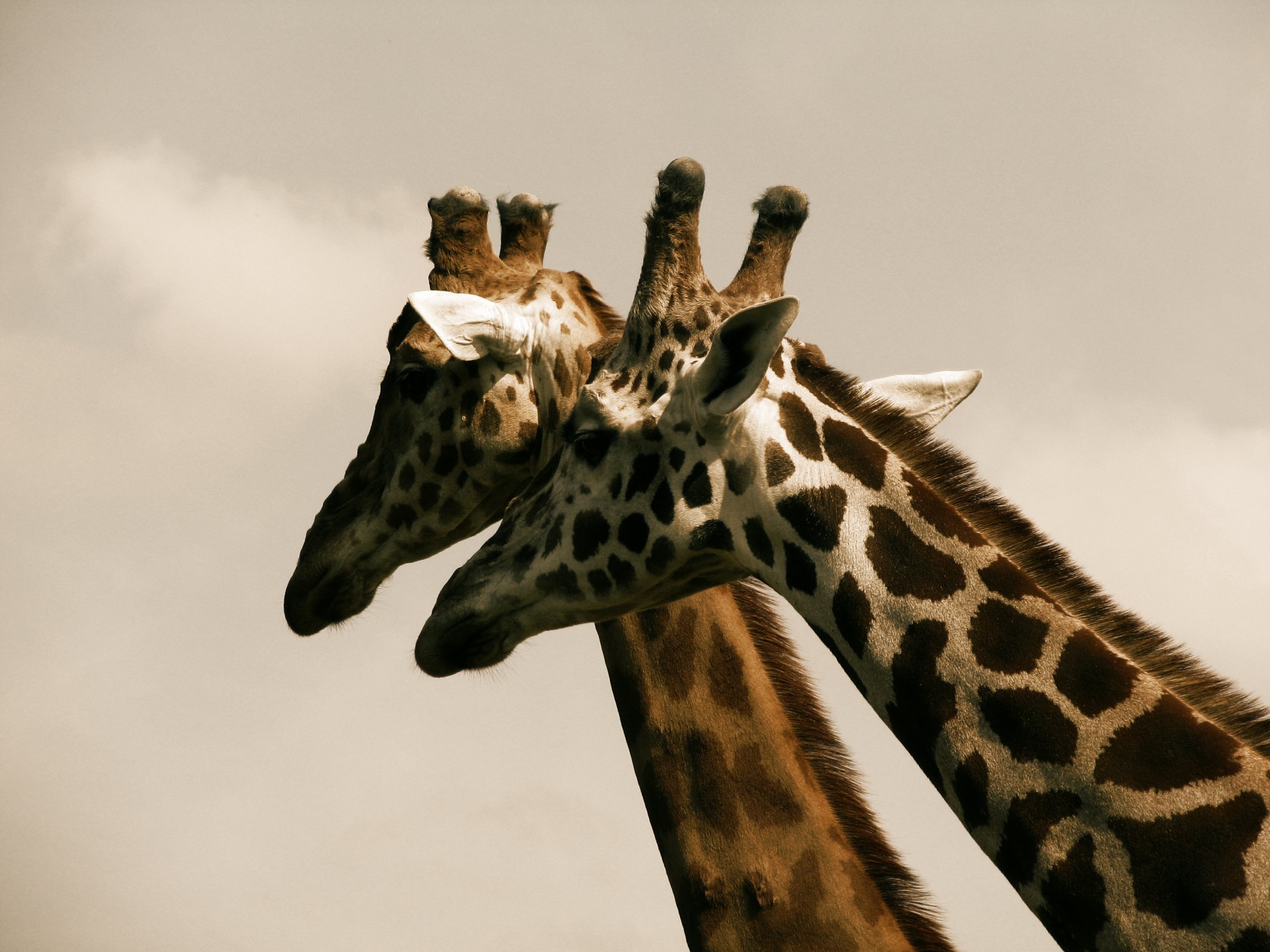 Fonds d'cran Animaux Girafes 