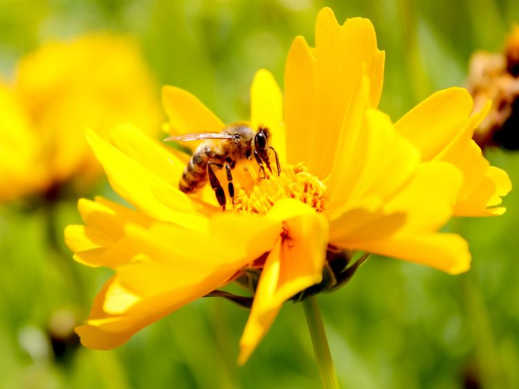 Fonds d'cran Animaux Insectes - Abeilles Gupes ... Dbut de l't