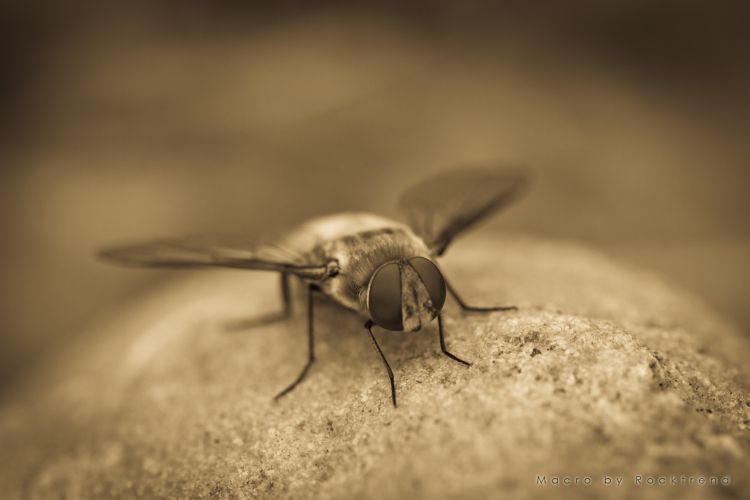 Wallpapers Animals Insects - Flies Une petite mouche bien docile!