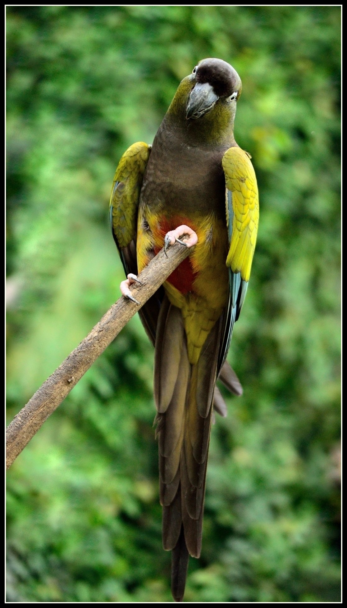 Fonds d'cran Animaux Oiseaux - Divers On peut causer...si tu le veux bien ?