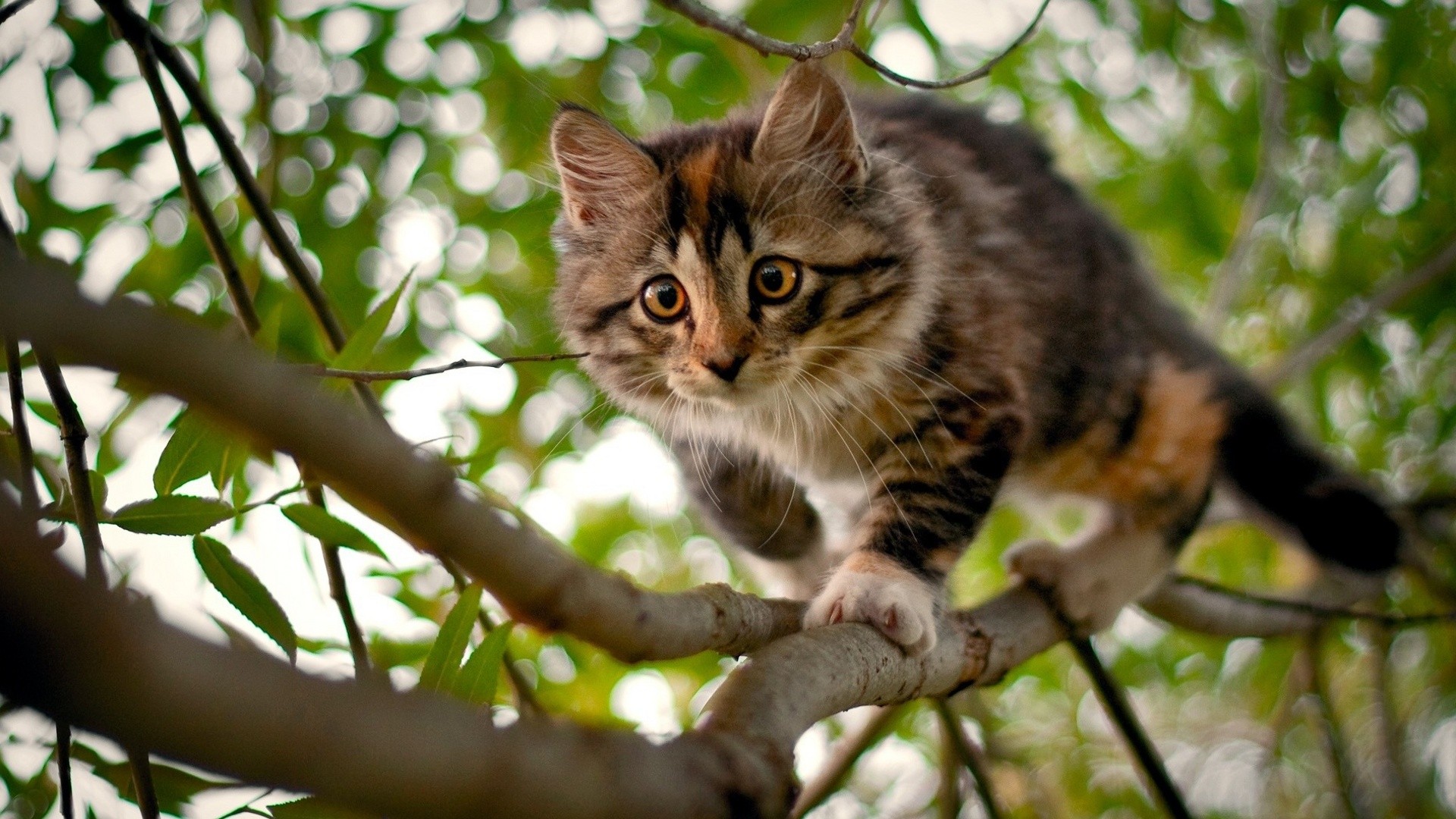 Wallpapers Animals Cats - Kittens 