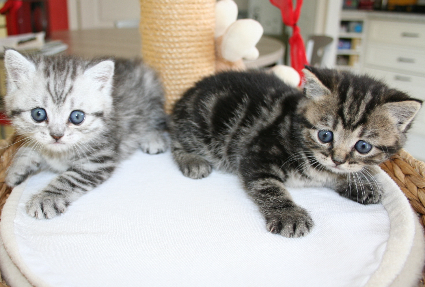 Fonds d'cran Animaux Chats - Chatons avec mon frere