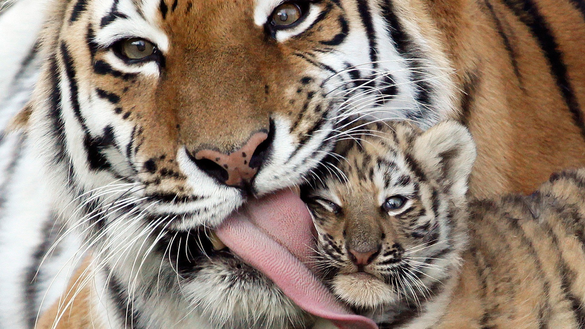 Wallpapers Animals Felines - Tigers 