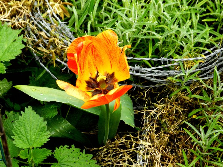 Fonds d'cran Nature Fleurs fleur barbel