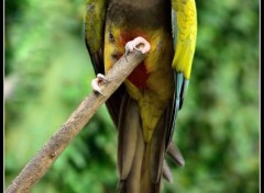  Animals On peut causer...si tu le veux bien ?