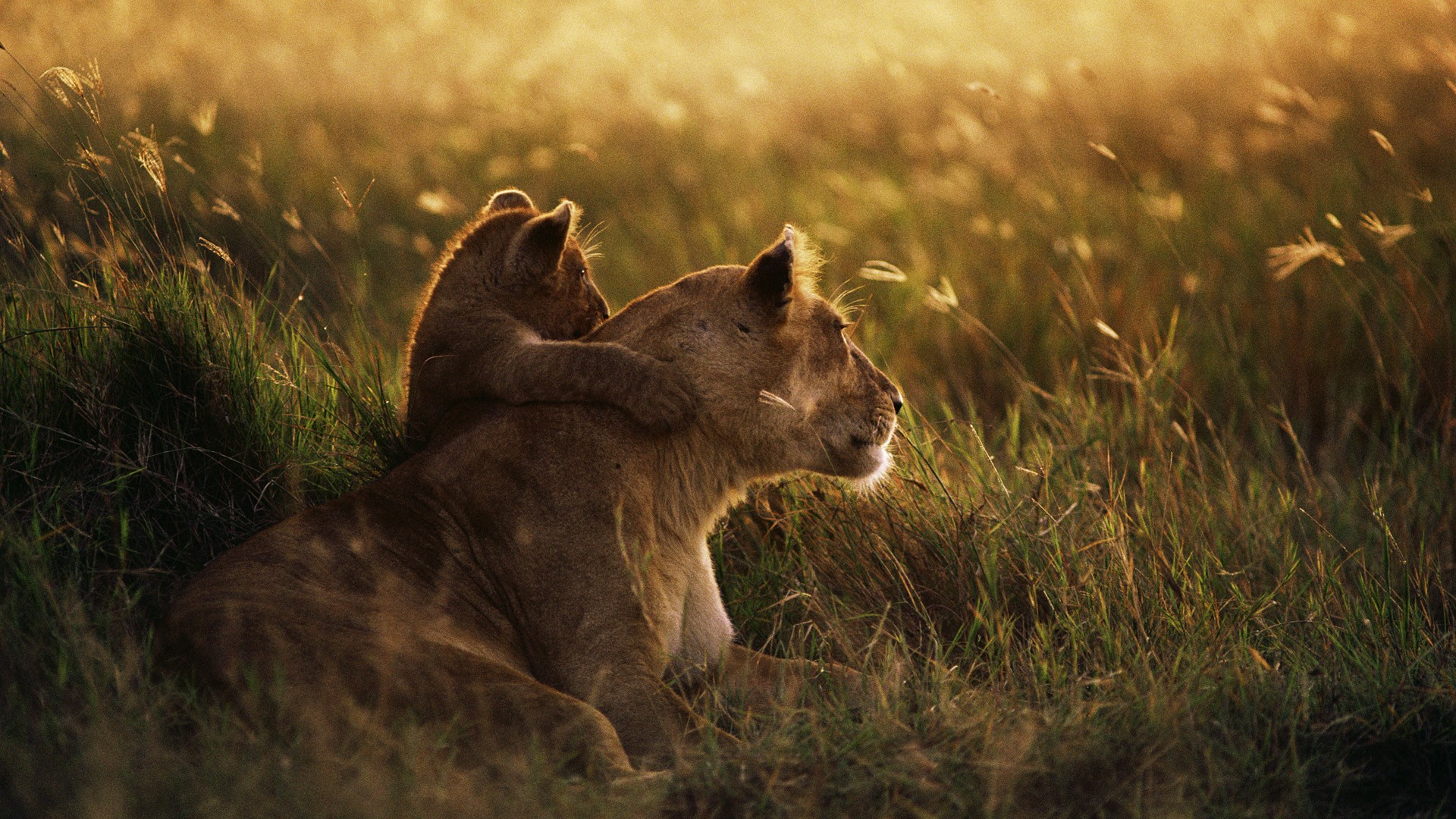 Fonds d'cran Animaux Flins - Lions 