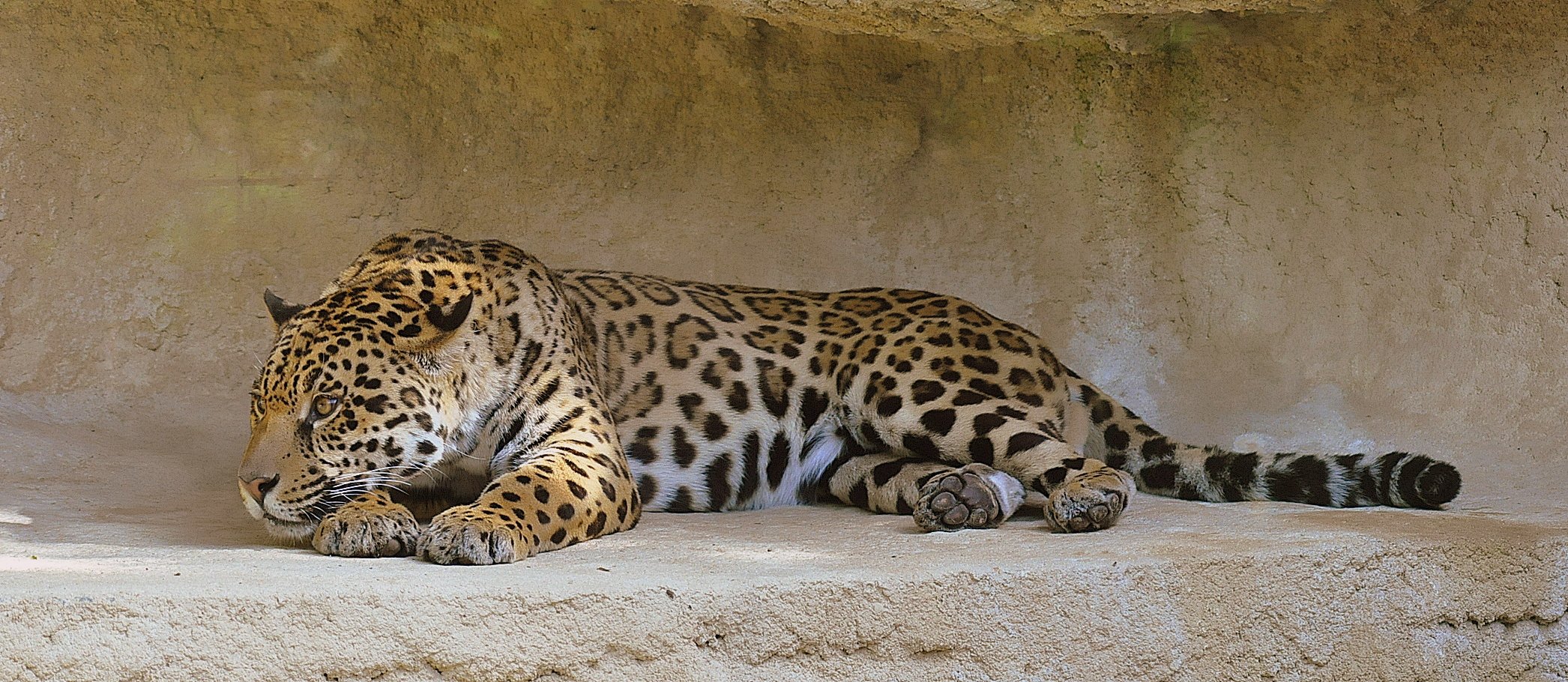 Wallpapers Animals Felines - Leopards Lopard en panoramique ... 