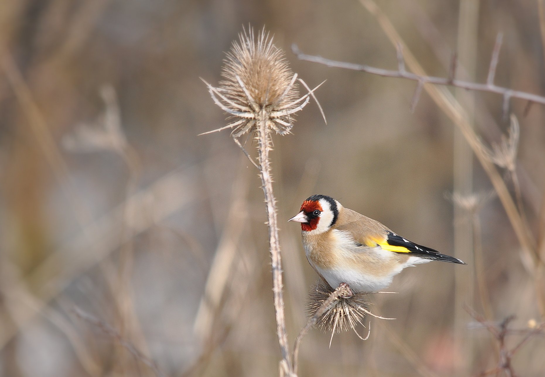 Fonds d'cran Animaux Oiseaux - Chardonnerets Chardonneret ...