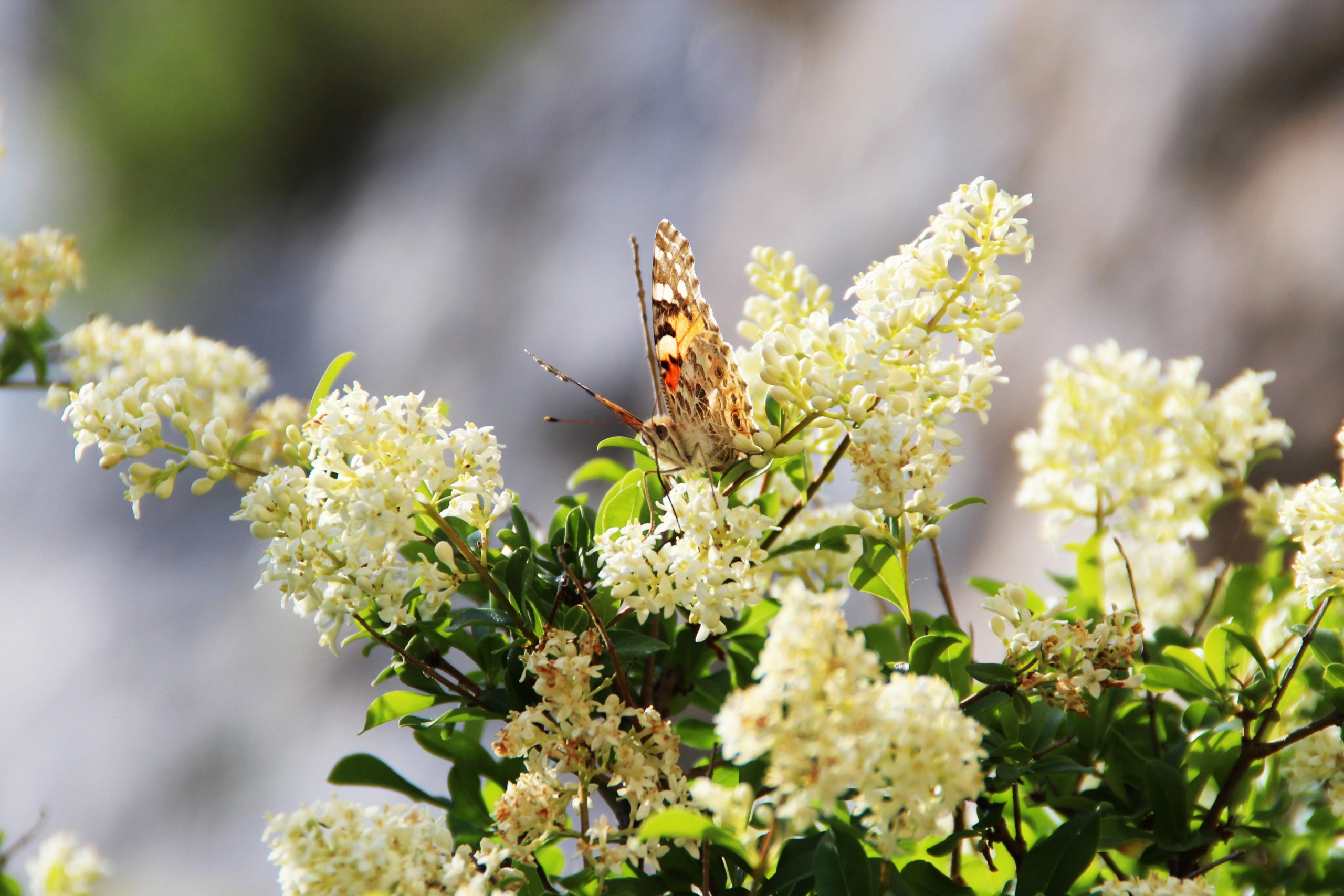 Wallpapers Animals Insects - Butterflies Rita