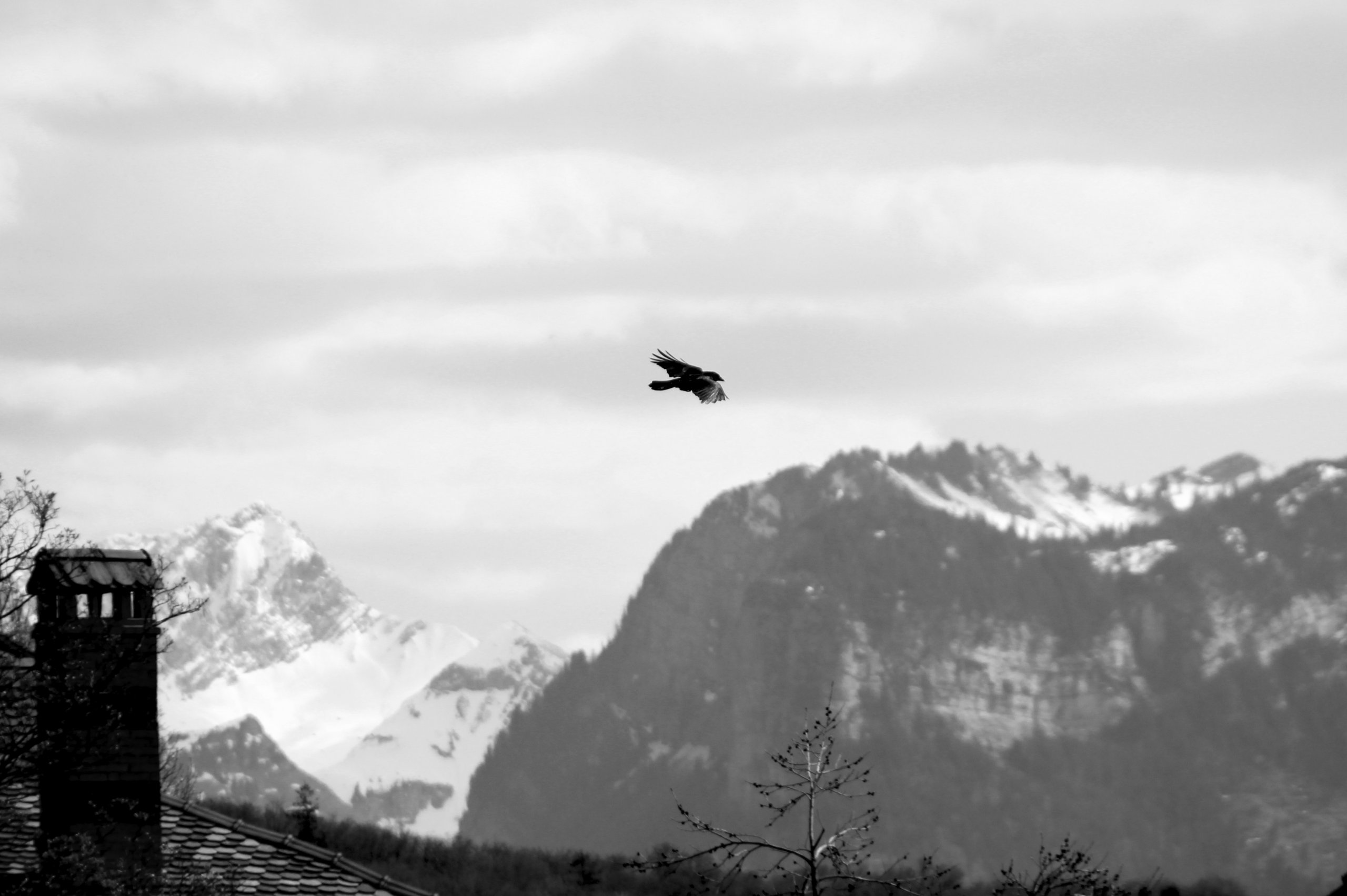 Fonds d'cran Animaux Oiseaux - Divers the hang-glider