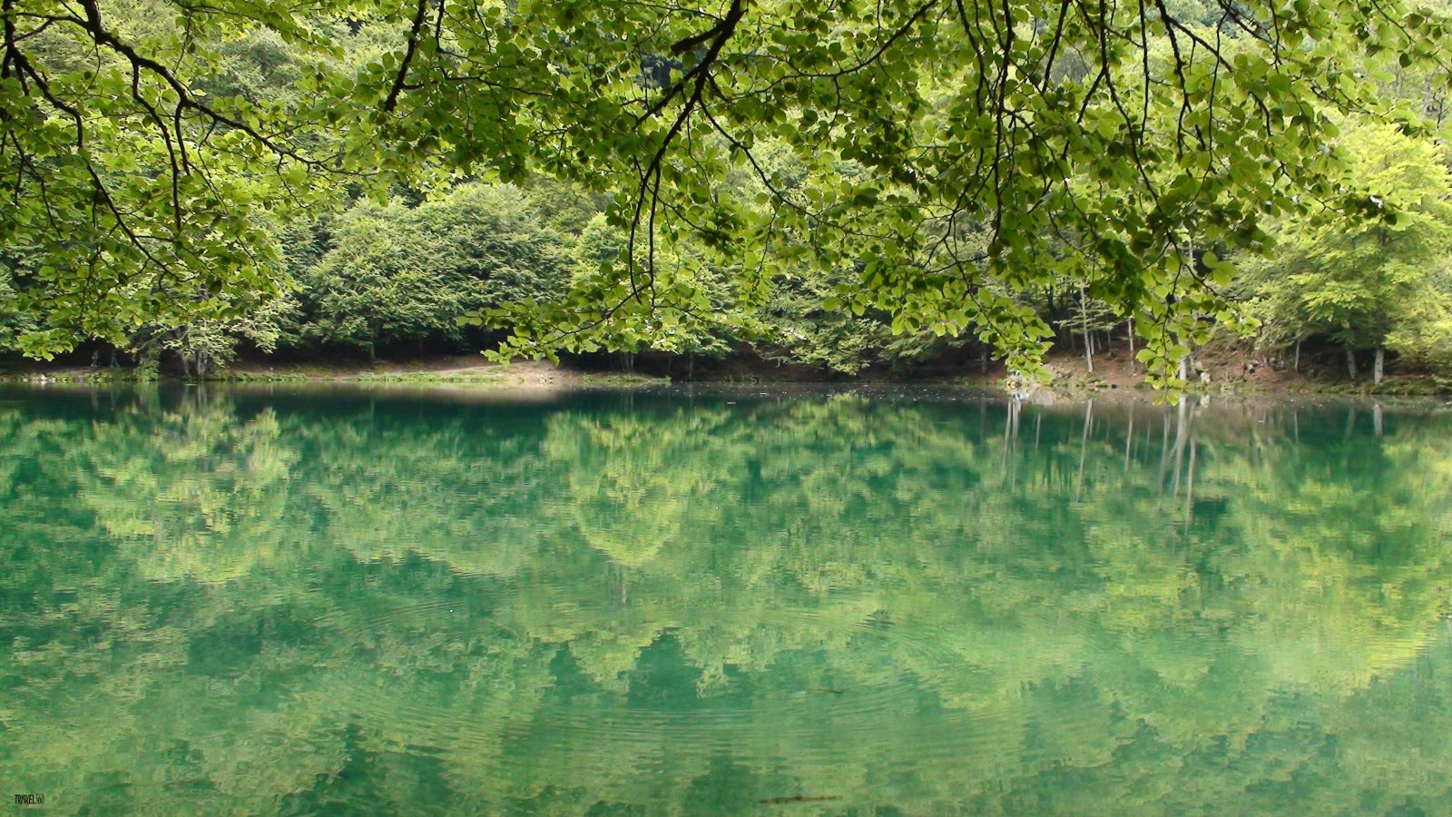 Fonds d'cran Nature Arbres - Forts 