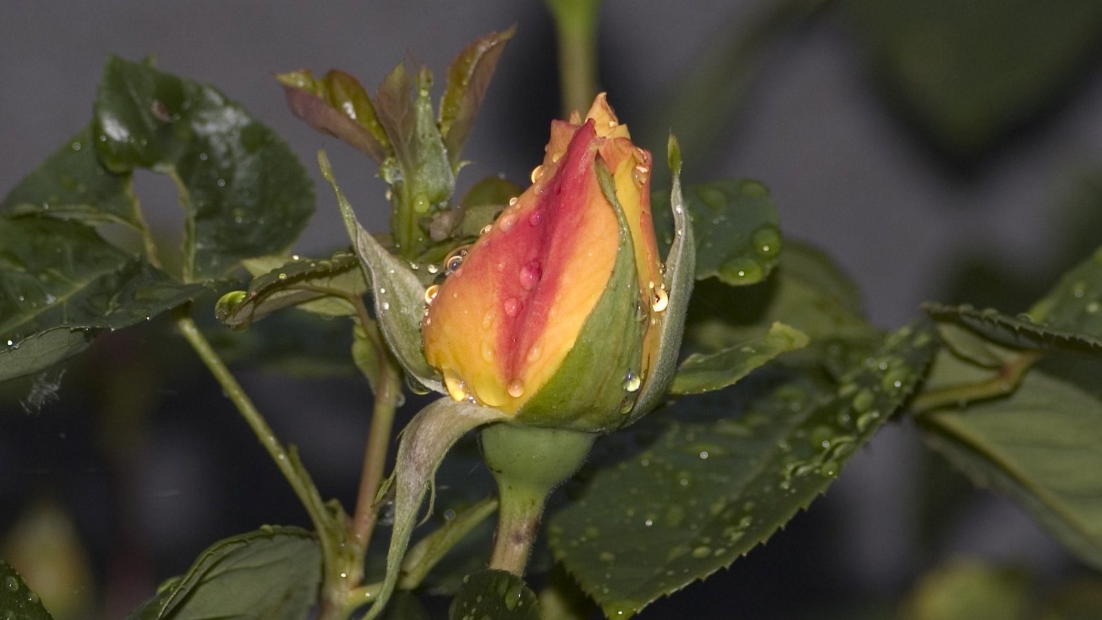 Fonds d'cran Nature Fleurs Rose et rose