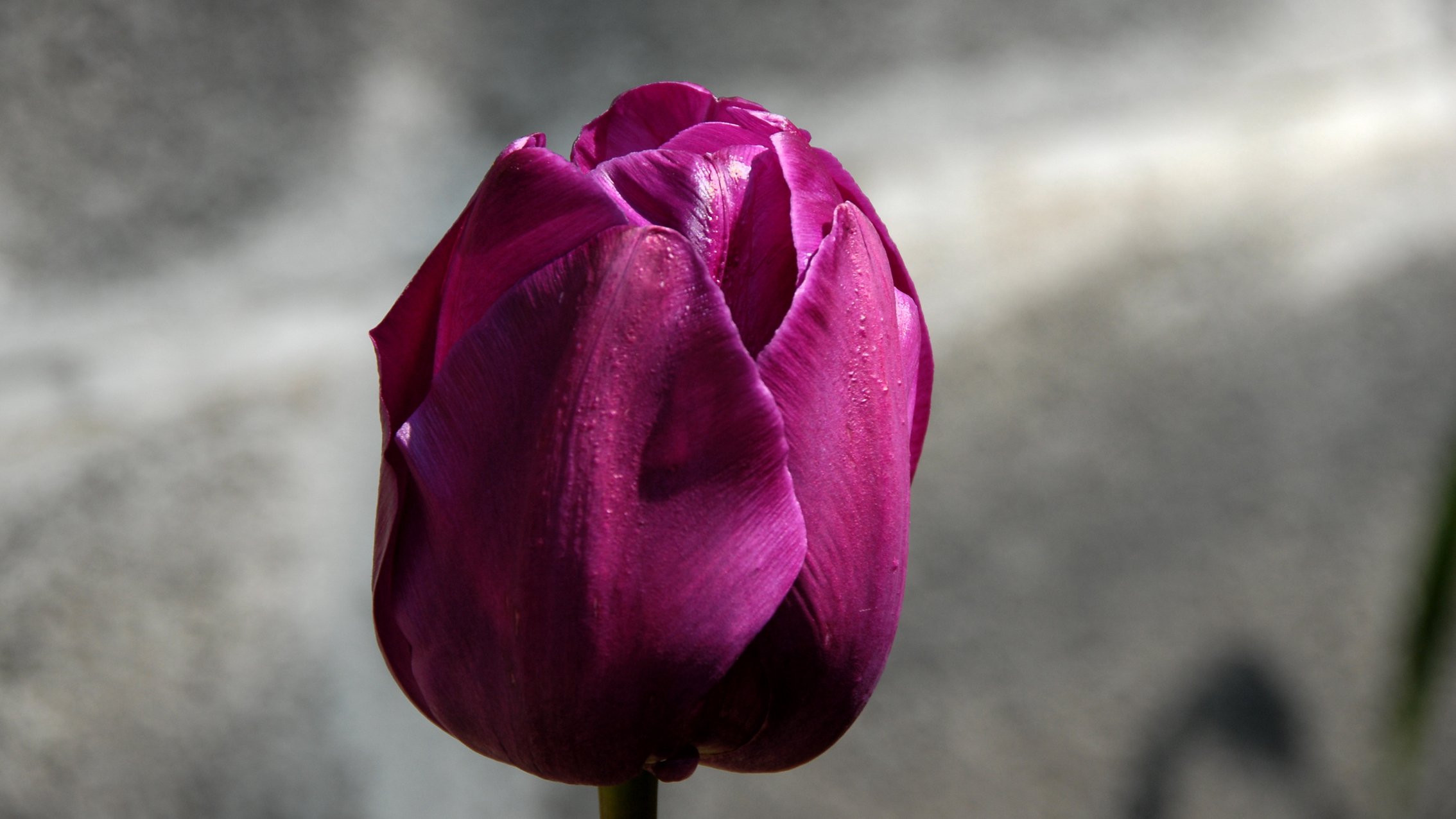 Fonds d'cran Nature Fleurs 