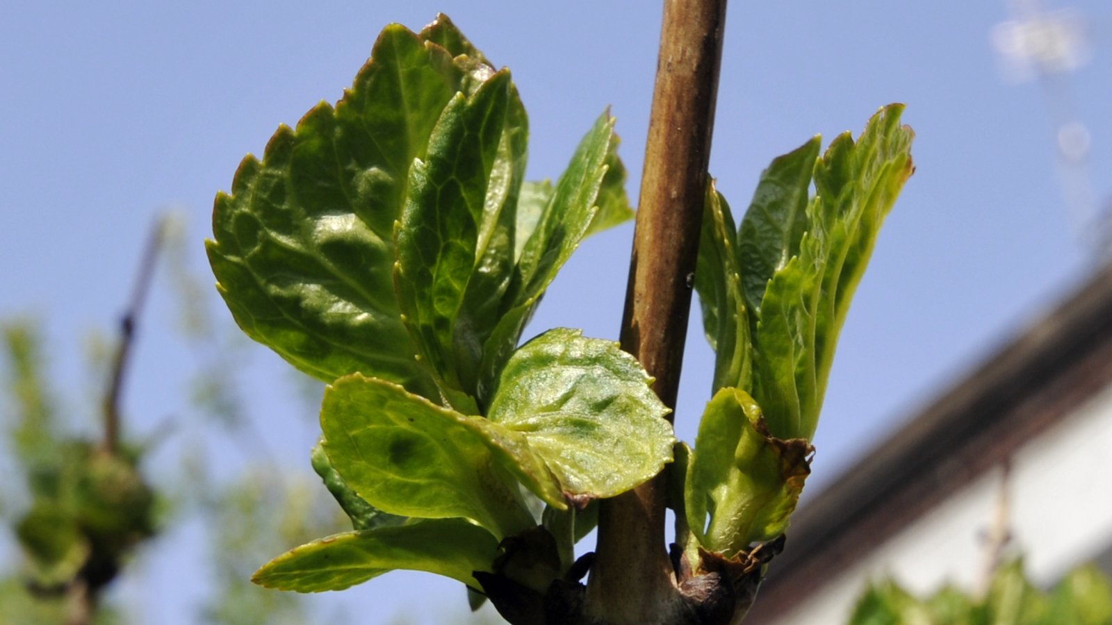 Wallpapers Nature Leaves - Foliage 