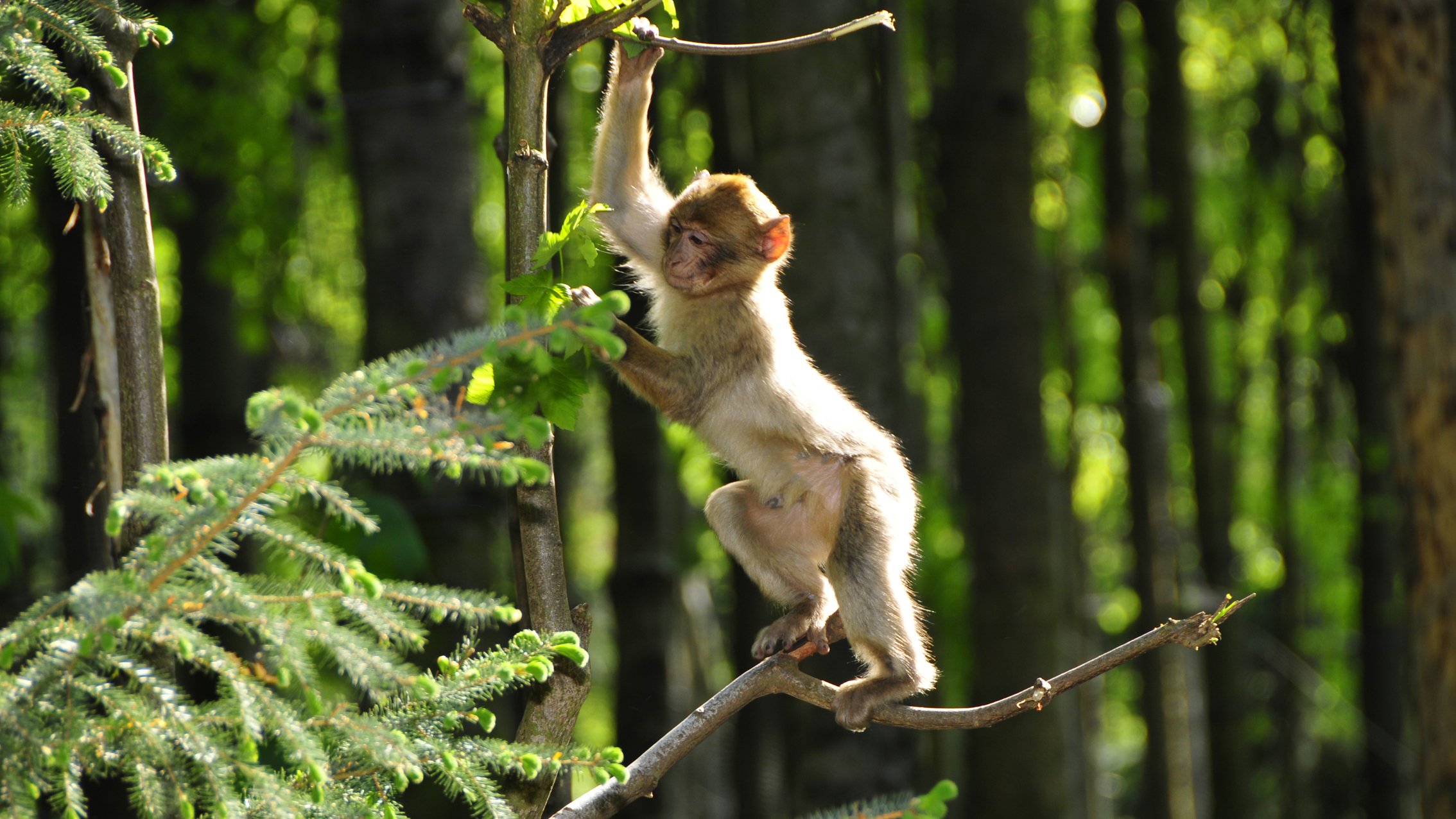 Wallpapers Animals Monkeys 