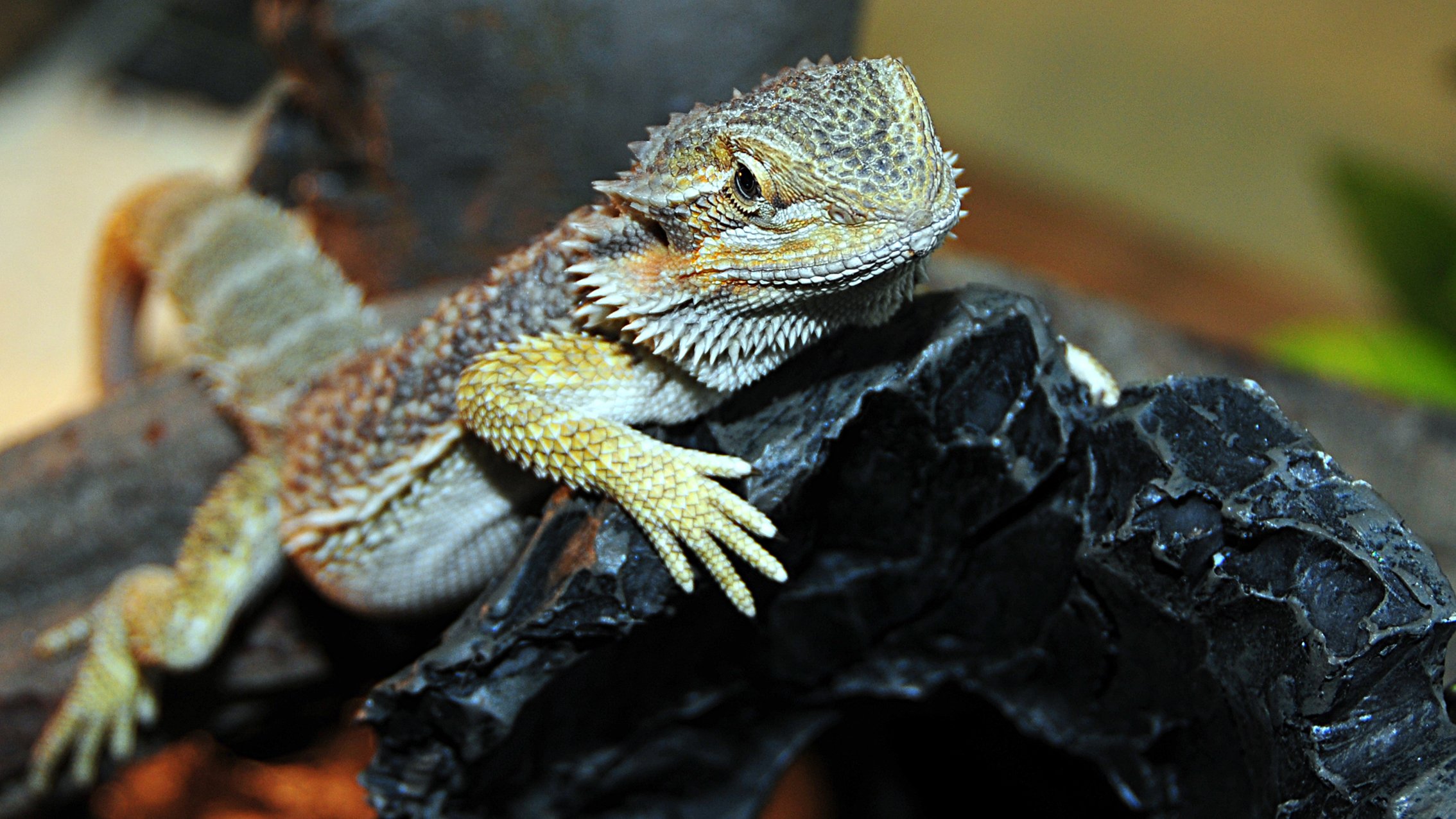 Fonds d'cran Animaux Lzards - Iguanes 