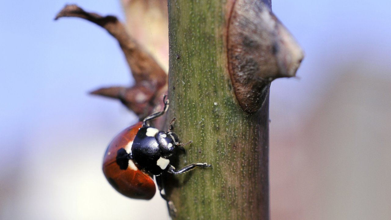 Wallpapers Animals Insects - Ladybugs 