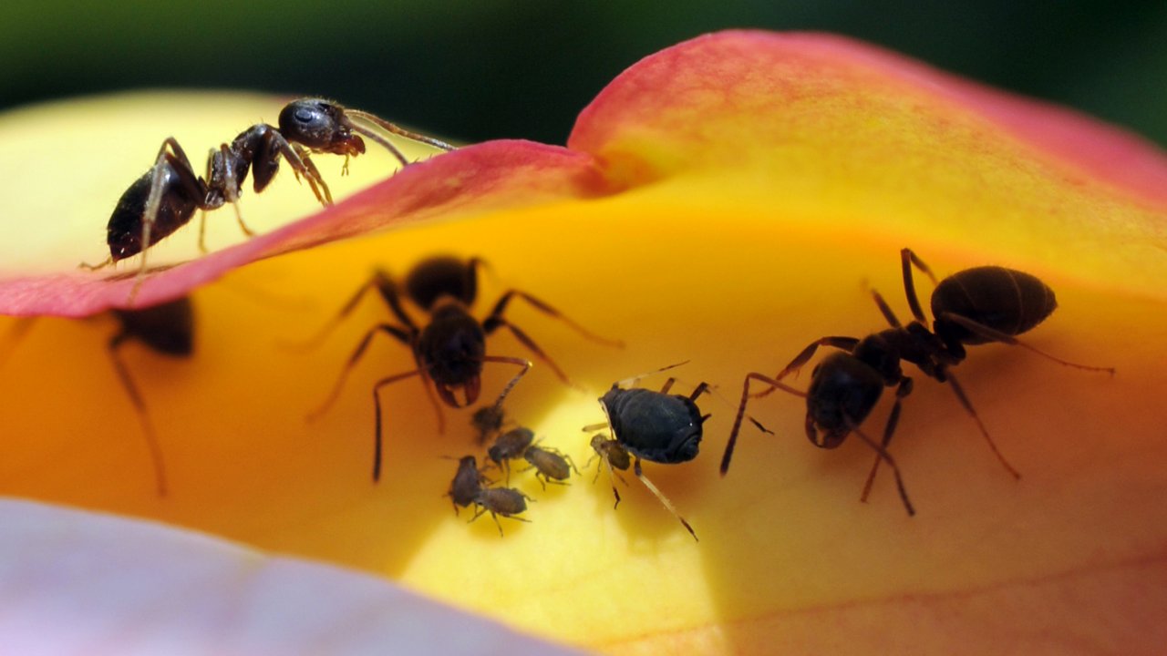 Fonds d'cran Animaux Insectes - Fourmis 