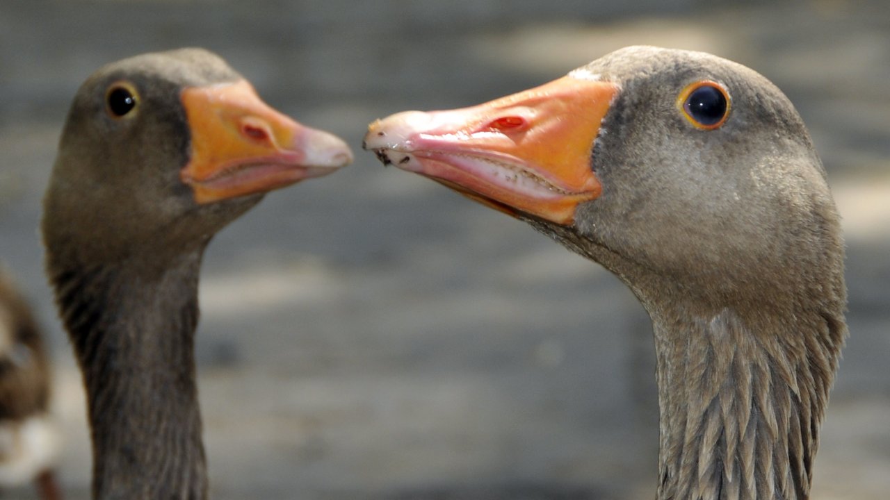 Fonds d'cran Animaux Oiseaux - Oies 