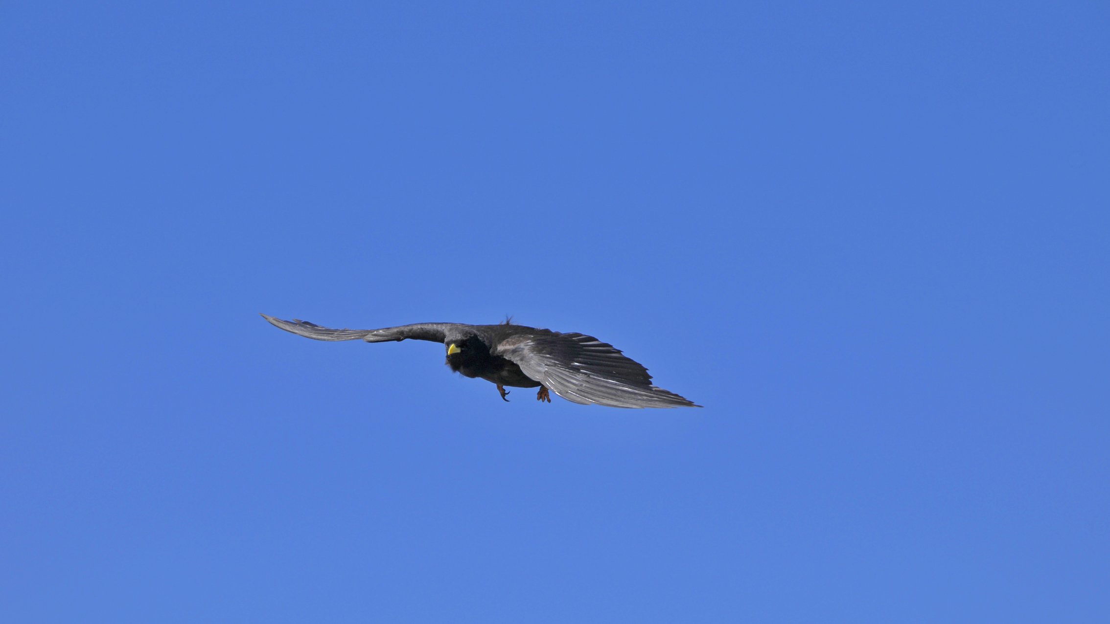 Fonds d'cran Animaux Oiseaux - Divers 