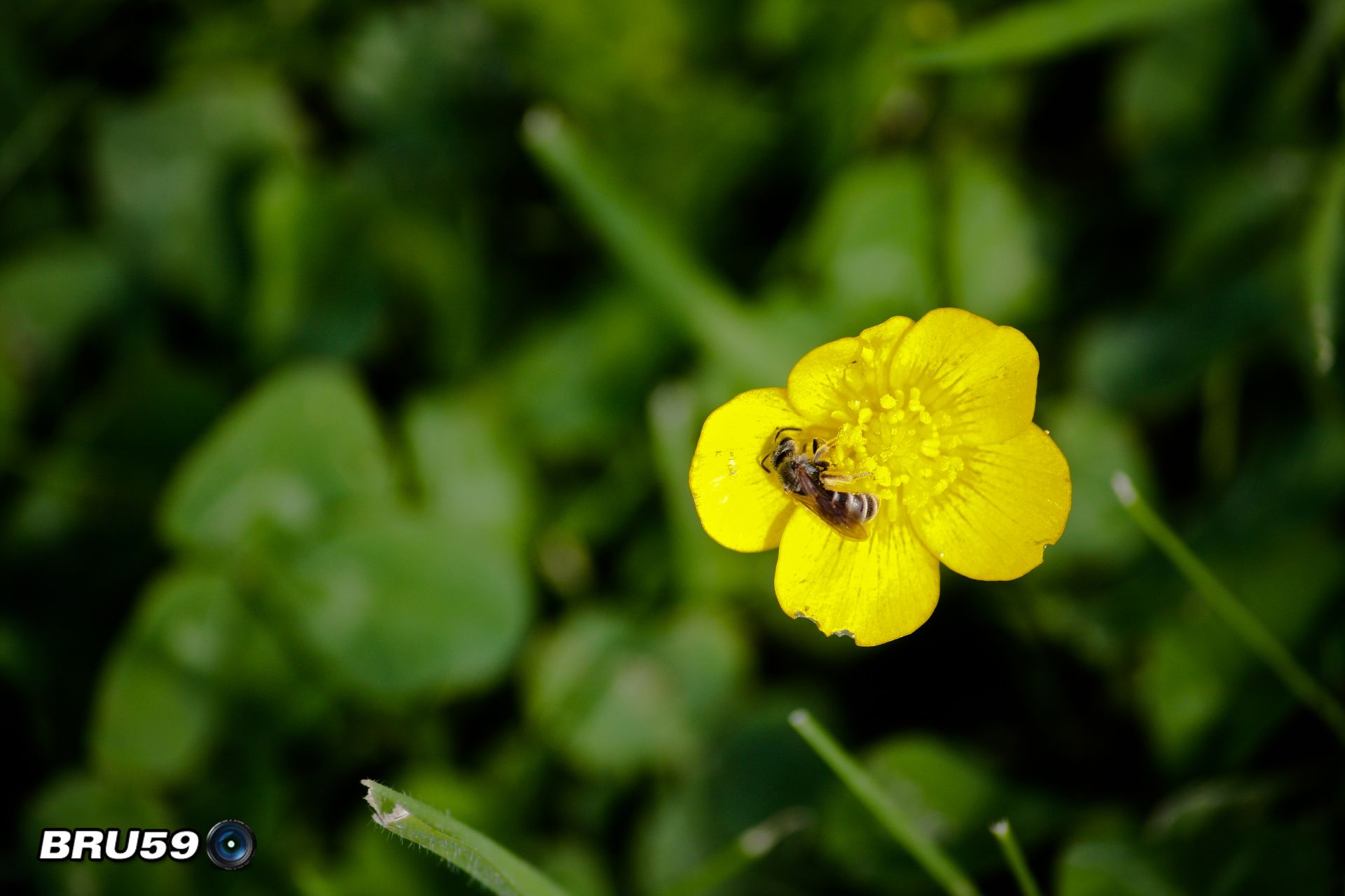 Fonds d'cran Animaux Insectes - Abeilles Gupes ... Abeille butinant un bouton d'or