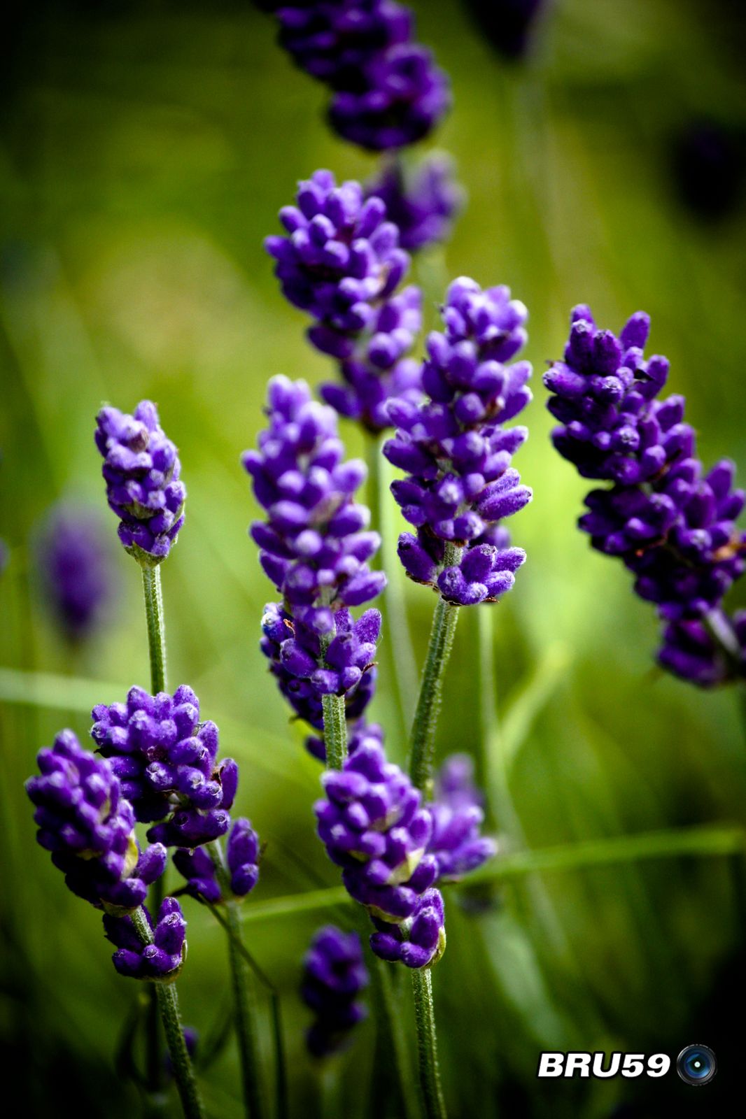 Fonds d'cran Nature Fleurs Pieds de lavande