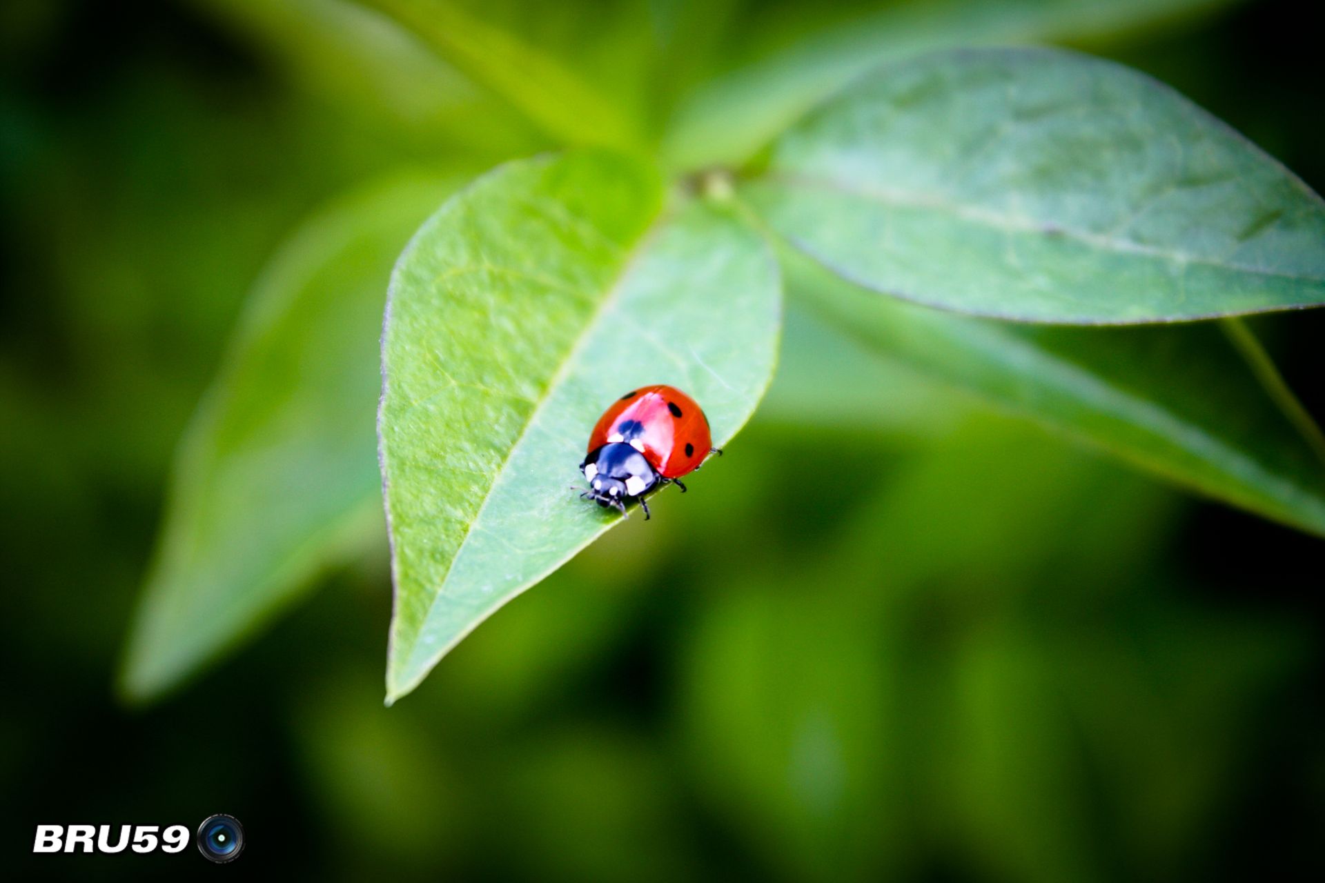 Wallpapers Animals Insects - Ladybugs Coccinelle sur feuille de trone