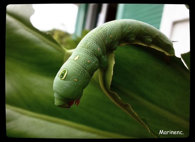 Fonds d'cran Animaux Insectes - Chenilles Vert de Rage 