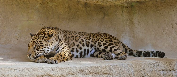 Fonds d'cran Animaux Flins - Lopards Lopard en panoramique ... 