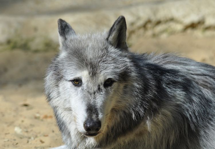 Wallpapers Animals Wolves Wolf ...