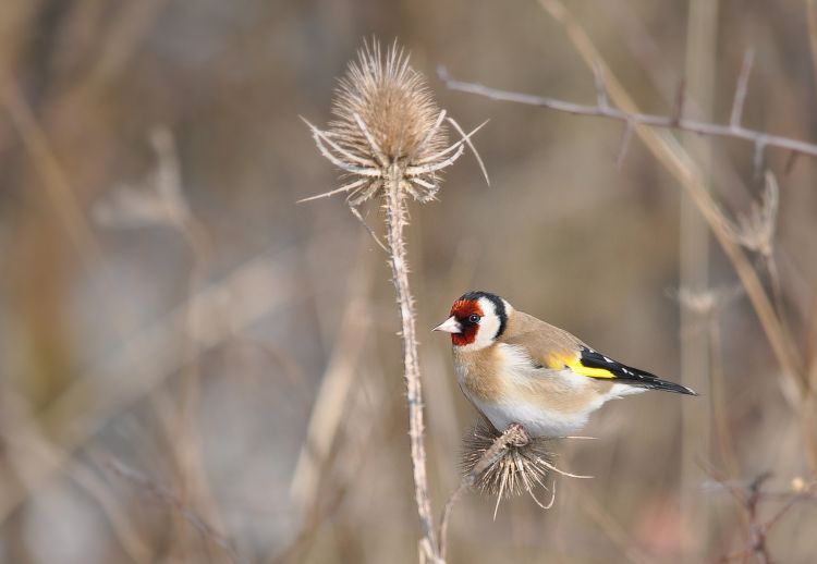 Fonds d'cran Animaux Oiseaux - Chardonnerets Chardonneret ...