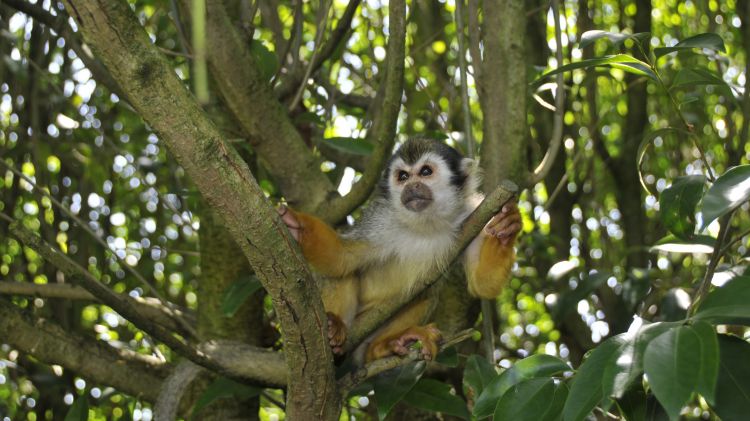 Wallpapers Animals Monkeys Wallpaper N303924