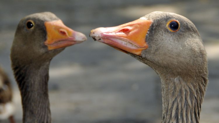 Fonds d'cran Animaux Oiseaux - Oies Wallpaper N303979