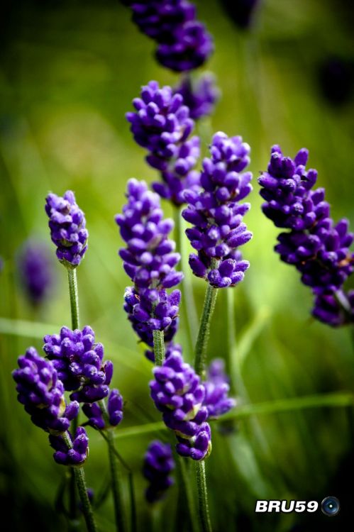 Fonds d'cran Nature Fleurs Pieds de lavande