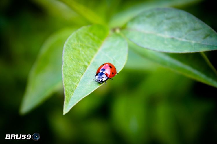 Wallpapers Animals Insects - Ladybugs Coccinelle sur feuille de trone