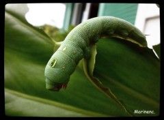  Animaux Vert de Rage 