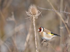  Animals Chardonneret ...