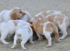  Animaux Epagneuls Bretons ... 