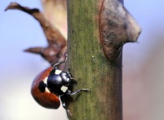 Fonds d'cran Animaux Image sans titre N303977