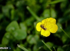  Animaux Abeille butinant un bouton d'or