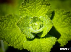  Nature Naissance de feuilles de menthe