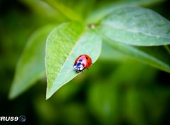  Animals Coccinelle sur feuille de trone