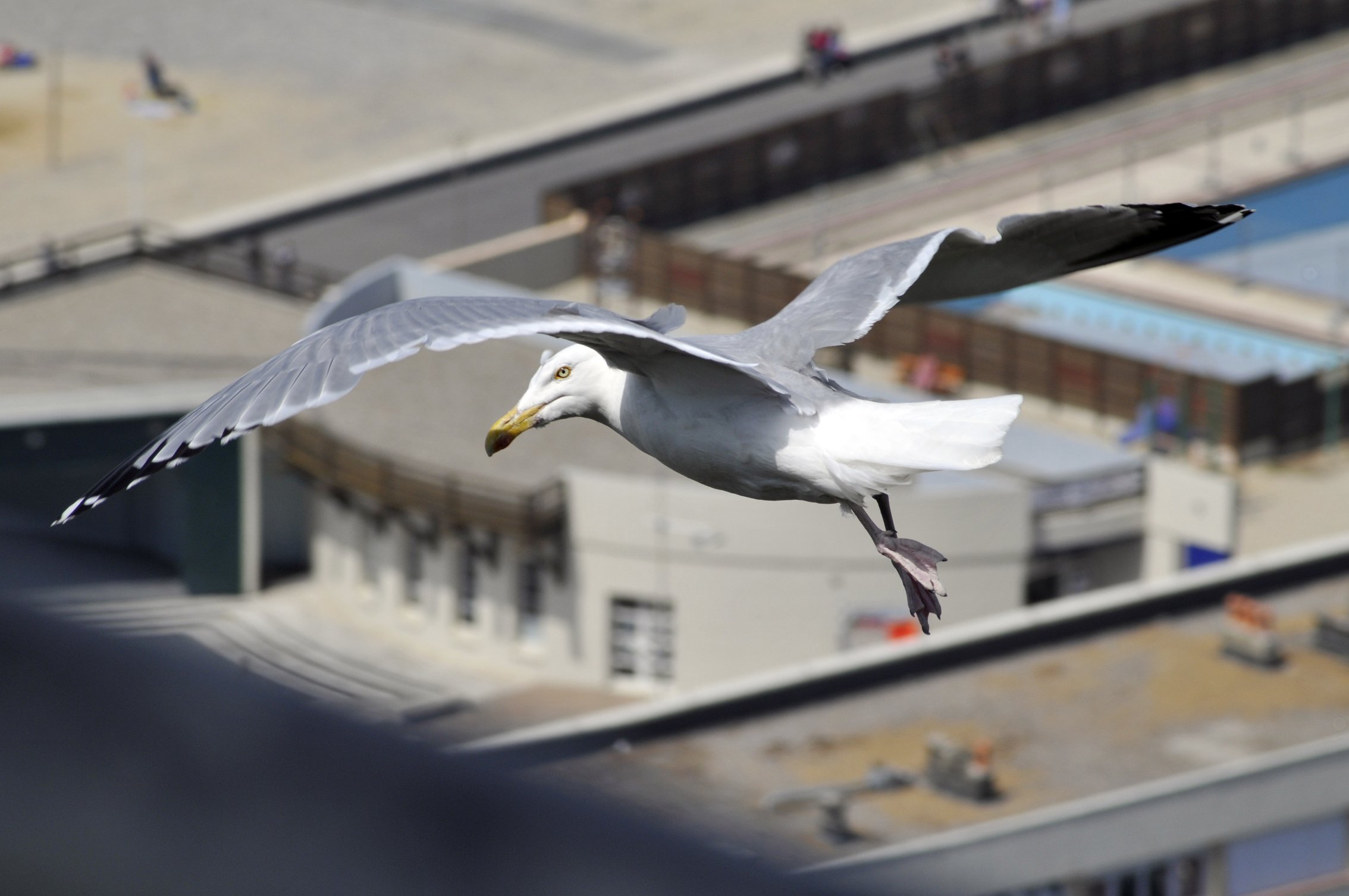 Fonds d'cran Animaux Oiseaux - Mouettes et Golands 