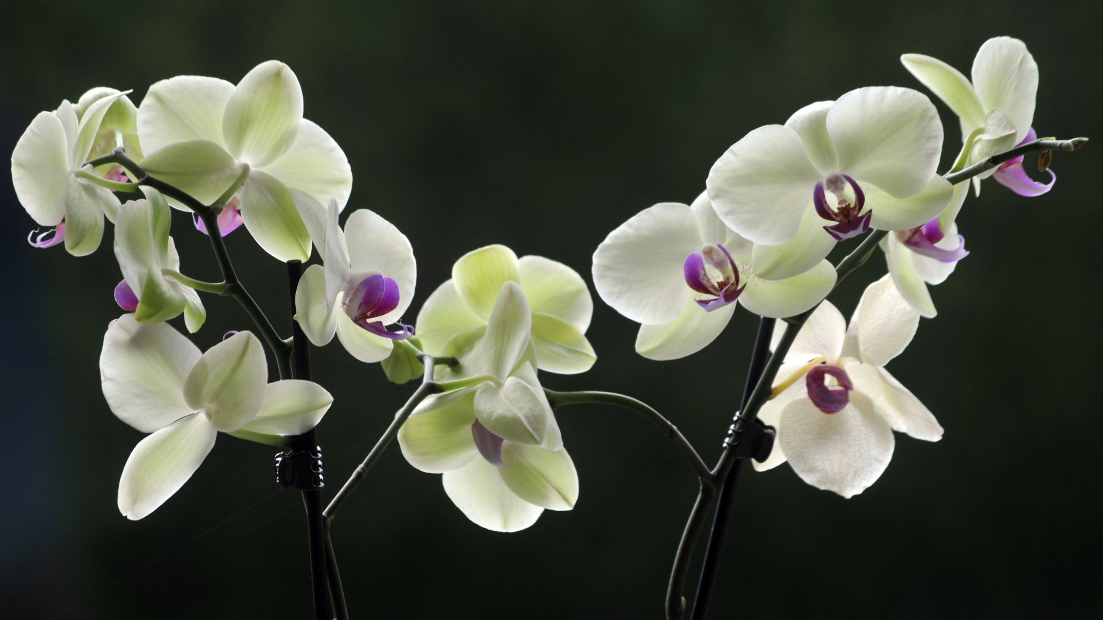 Wallpapers Nature Flowers Les orchides de mon jardin